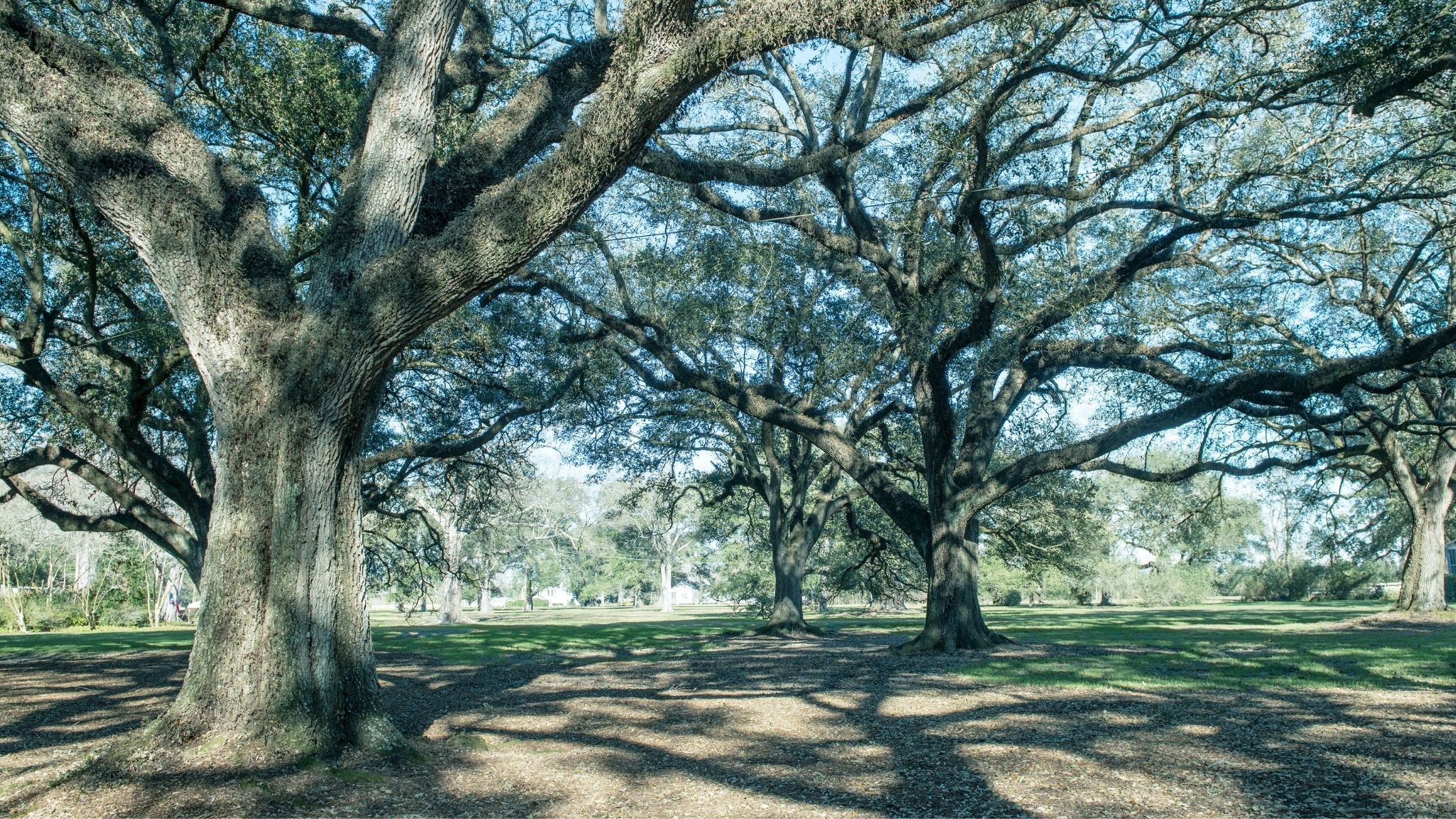 Image of an oak tree representing insurance coverage options in Louisiana Mississippi and Texas